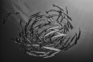 Mediterranean Barracudas by Marco Gargiulo 